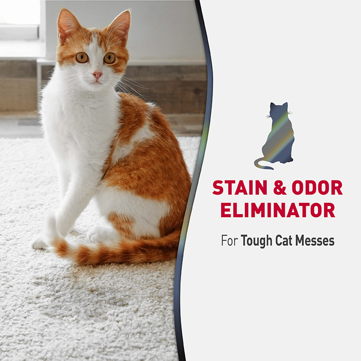 Febreze cat stain and odor cheap eliminator